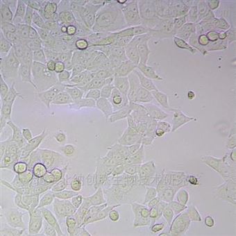 BNCC341638人非小细胞肺癌细胞BNCC